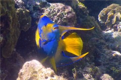 Angelfish - Queen Angelfish - Holacanthus ciliaris