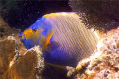 Angelfish - Queen Angelfish - Holacanthus ciliaris