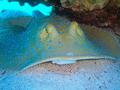 Stingrays - Blue Spotted Stingray - Taeniura lymma