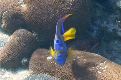 Angelfish - Queen Angelfish - Holacanthus ciliaris