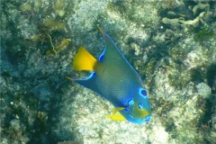 Angelfish - Queen Angelfish - Holacanthus ciliaris