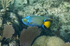 Angelfish - Queen Angelfish - Holacanthus ciliaris