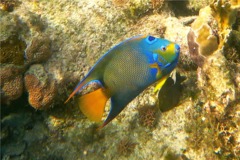 Angelfish - Queen Angelfish - Holacanthus ciliaris