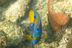 Angelfish - Queen Angelfish - Holacanthus ciliaris