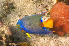 Angelfish - Queen Angelfish - Holacanthus ciliaris