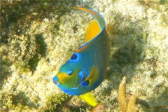 Angelfish - Queen Angelfish - Holacanthus ciliaris