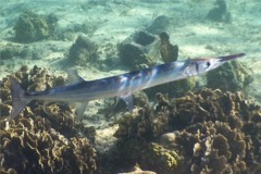 Needlefish - Houndfish - Tylosurus crocodilus