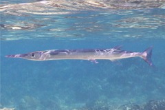 Needlefish - Houndfish - Tylosurus crocodilus