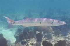 Barracuda - Great Barracuda - Sphyraena barracuda