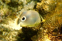 Butterflyfish - Foureye Butterflyfish - Chaetodon capistratus