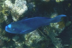 Parrotfish - Blue Parrotfish - Scarus coeruleus