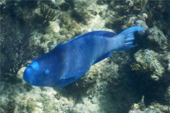 Parrotfish - Blue Parrotfish - Scarus coeruleus