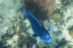 Parrotfish - Blue Parrotfish - Scarus coeruleus