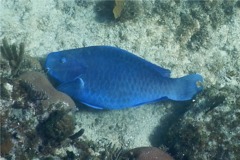 Parrotfish - Blue Parrotfish - Scarus coeruleus