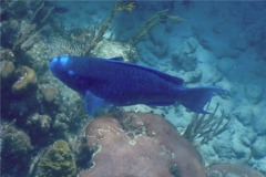 Parrotfish - Blue Parrotfish - Scarus coeruleus