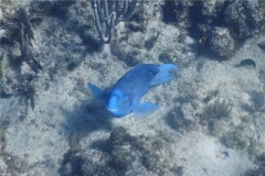 Parrotfish - Blue Parrotfish - Scarus coeruleus