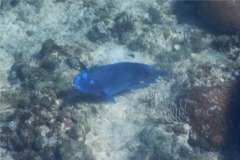 Parrotfish - Blue Parrotfish - Scarus coeruleus