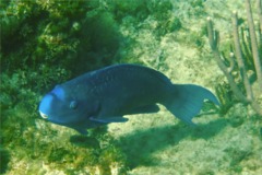 Parrotfish - Blue Parrotfish - Scarus coeruleus