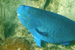 Parrotfish - Blue Parrotfish - Scarus coeruleus