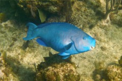 Parrotfish - Blue Parrotfish - Scarus coeruleus