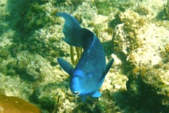 Parrotfish - Blue Parrotfish - Scarus coeruleus