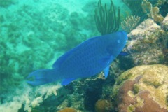 Parrotfish - Blue Parrotfish - Scarus coeruleus