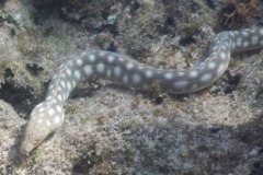 Moray - Sharptail Eel - Myrichthys breviceps