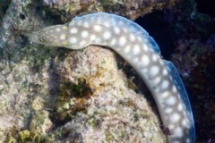 Moray - Sharptail Eel - Myrichthys breviceps