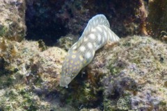 Moray - Sharptail Eel - Myrichthys breviceps