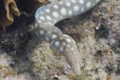 Moray - Sharptail Eel - Myrichthys breviceps