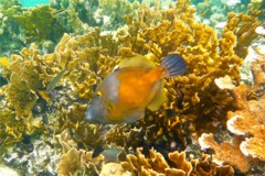 Filefish - Whitespotted Filefish - Cantherhines macrocerus