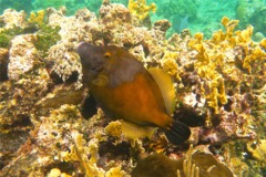 Filefish - Whitespotted Filefish - Cantherhines macrocerus