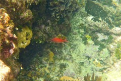 Squirrelfish - Longjaw Squirrelfish - Neoniphon marianus