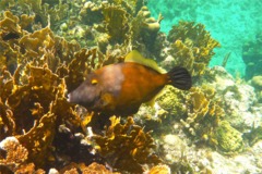 Filefish - Whitespotted Filefish - Cantherhines macrocerus