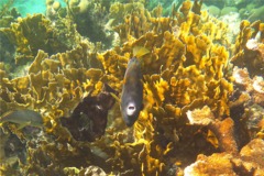 Filefish - Whitespotted Filefish - Cantherhines macrocerus