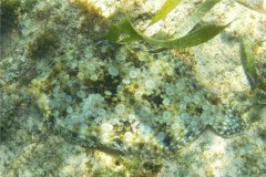 Flounders - Plate Flounder - Bothus lunatus