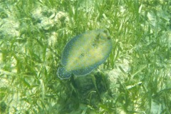 Flounders - Plate Flounder - Bothus lunatus