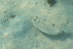 Flounders - Maculated Flounder - Bothus maculiferus