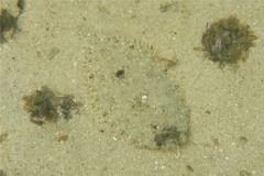 Flounders - Spiny Flounder - Engyophrys senta