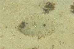Flounders - Spiny Flounder - Engyophrys senta