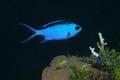 Damselfish - Blue Chromis - Chromis cyanea