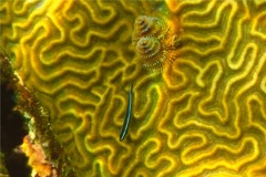 Gobies - Neon Goby - Elacatinus Oceanops