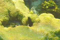 Blennies - Spinyhead Blenny - Acanthemblemaria spinosa