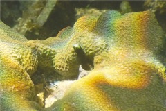 Blennies - Spinyhead Blenny - Acanthemblemaria spinosa