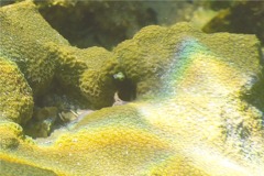 Blennies - Spinyhead Blenny - Acanthemblemaria spinosa