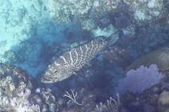 Groupers - Tiger Grouper - Mycteroperca tigris