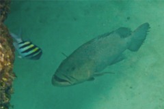 Groupers - Tiger Grouper - Mycteroperca tigris