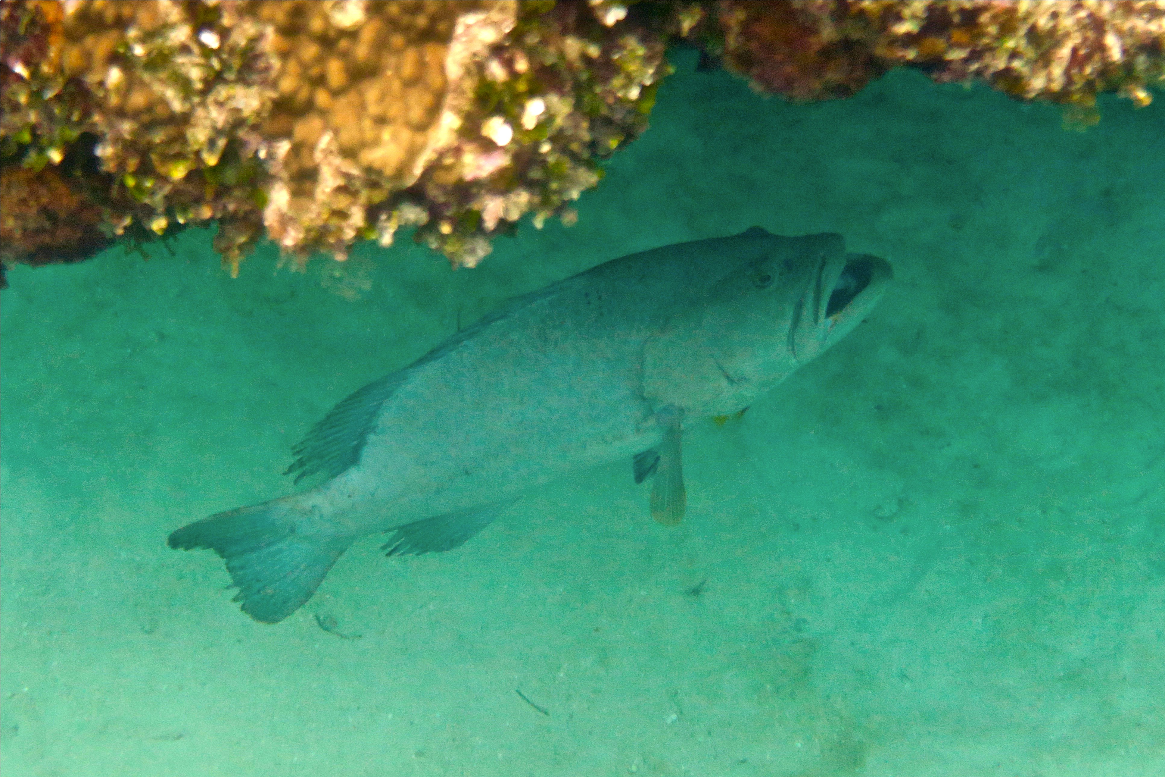 Groupers - Tiger Grouper - Mycteroperca tigris