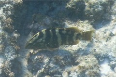 Groupers - Nassau Grouper - Epinephelus striatus