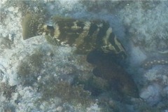 Groupers - Nassau Grouper - Epinephelus striatus